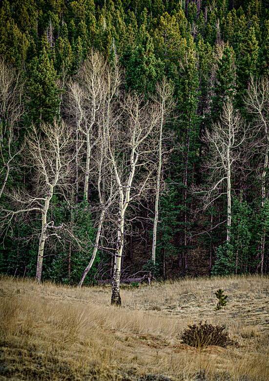 Mueller Aspen Series: Twilight Whispers by Dream World Images