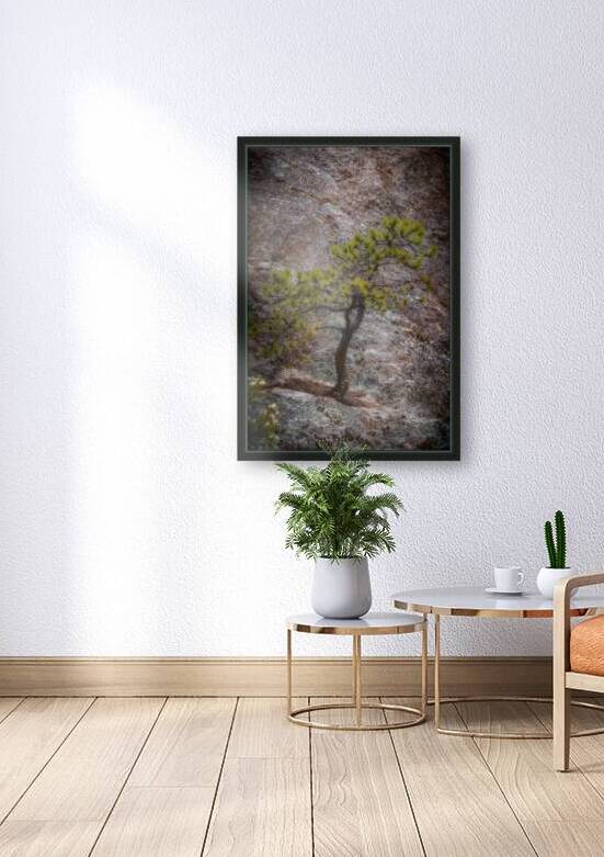 Solitary Pine on Granite: A Snapshot of Sylvan Lakes Tranquilit by Dream World Images