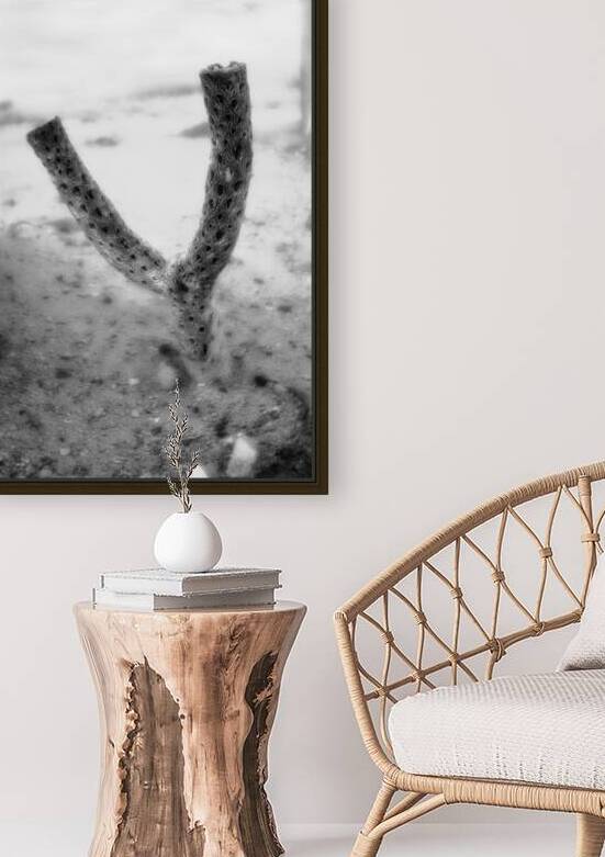 Echoes of a Prickly Past by Dream World Images