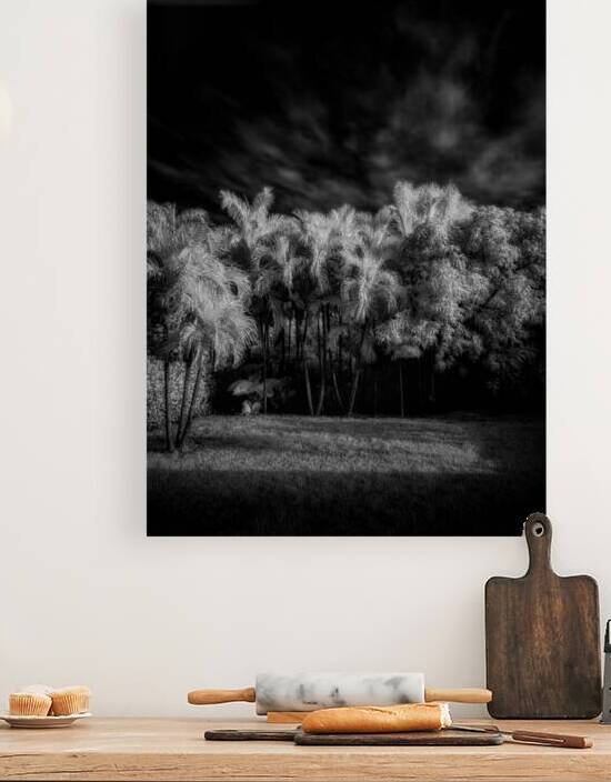 Twilight Shadows of a Palm Grove by Dream World Images