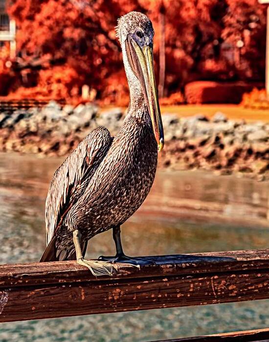 Pier Perch: A Quest for the Majestic Pelican at Saint Simons Isl by Dream World Images
