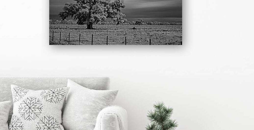 Lone Tree in Saint Bernards 1 by Dream World Images