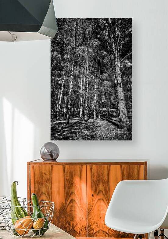 Tall Dark Symphony: A Winters Tale in Infrared Black and White by Dream World Images