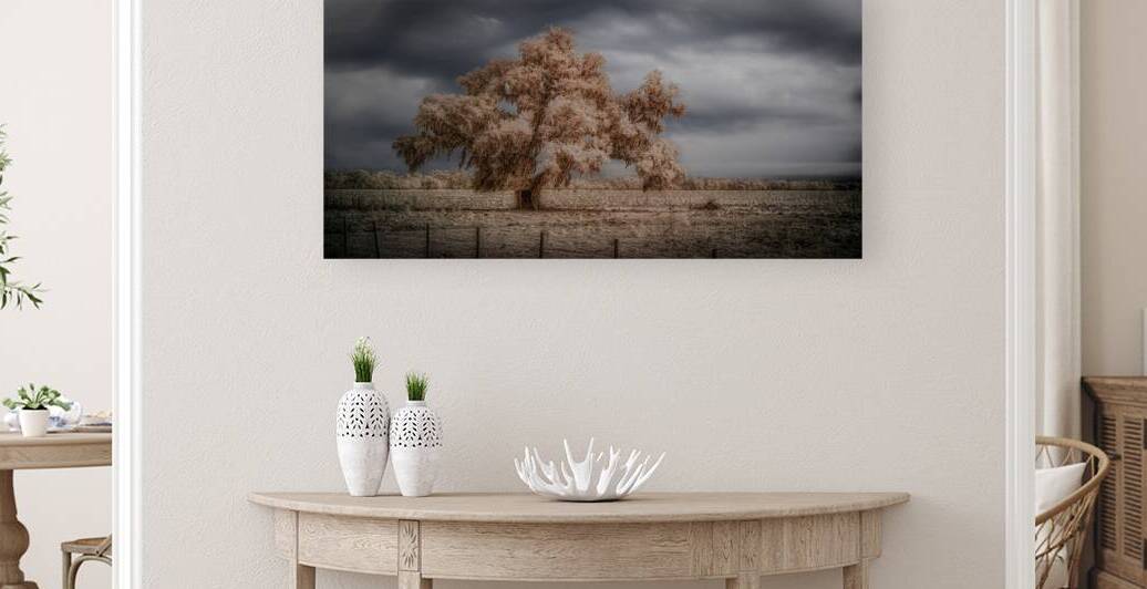 Lone Tree in Saint Bernards 2 by Dream World Images