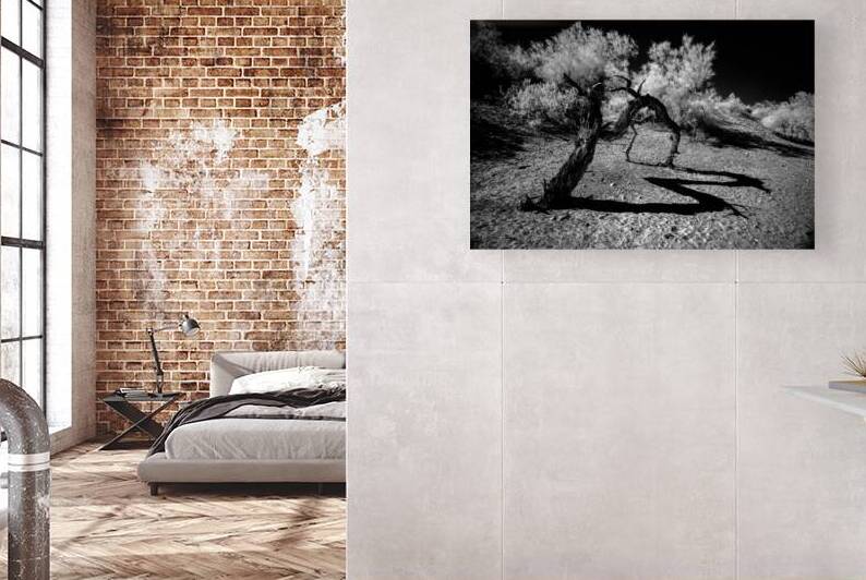 Desert Trees Shadowy Dance by Dream World Images