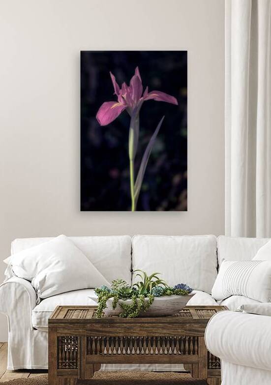 Pink Petals Eloquent Contrast by Dream World Images