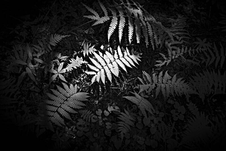 Ferns Whisper by Dream World Images