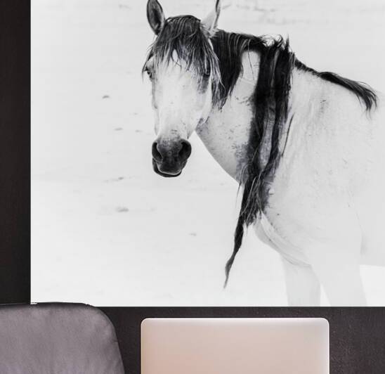 Wild Horse Dreadlocks   Natures Rebel by Dream World Images