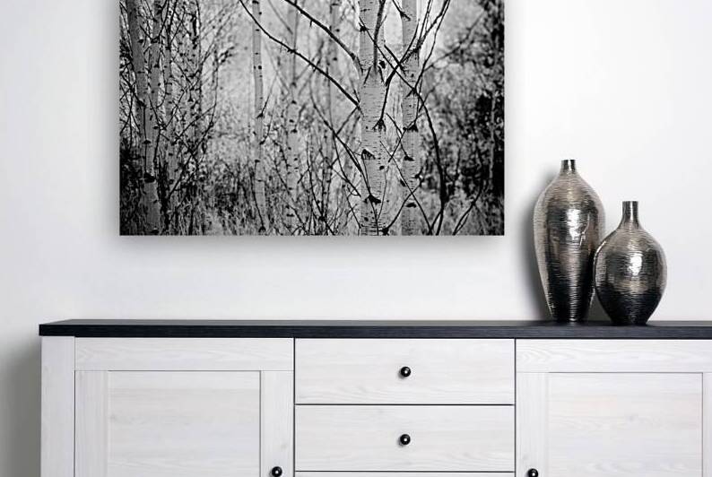 Contrasts in Woodland Quiet by Dream World Images