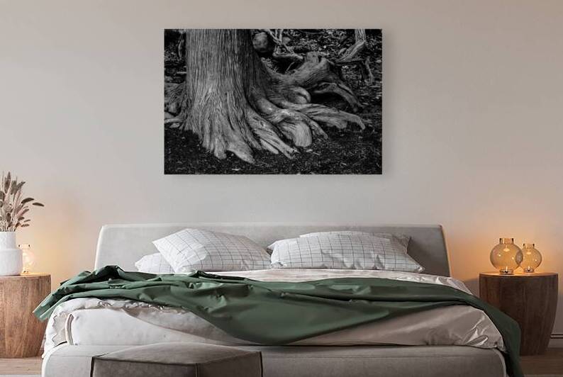 Roots of the Ancient Shore by Dream World Images