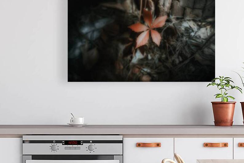 Leaf Holding the Shadow by Dream World Images