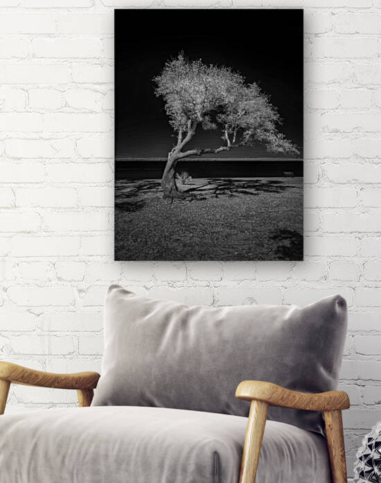 Solitude Unveiled: A Dogs Day Out in Gulf Shores Alabama by Dream World Images