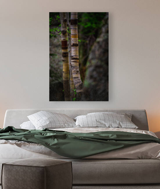 Exploring Sylvan Lake: Capturing the Beauty of Aspen Bark by Dream World Images