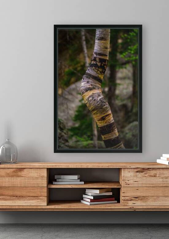 Exploring Sylvan Lake: Capturing the A Bent Aspen by Dream World Images