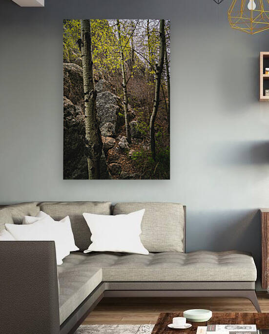 Discovering Hidden Beauty: Aspen Grove Behind the Lake by Dream World Images