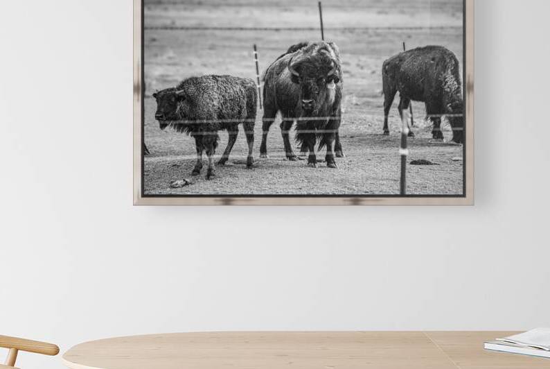 Wild Essence Captured by Dream World Images