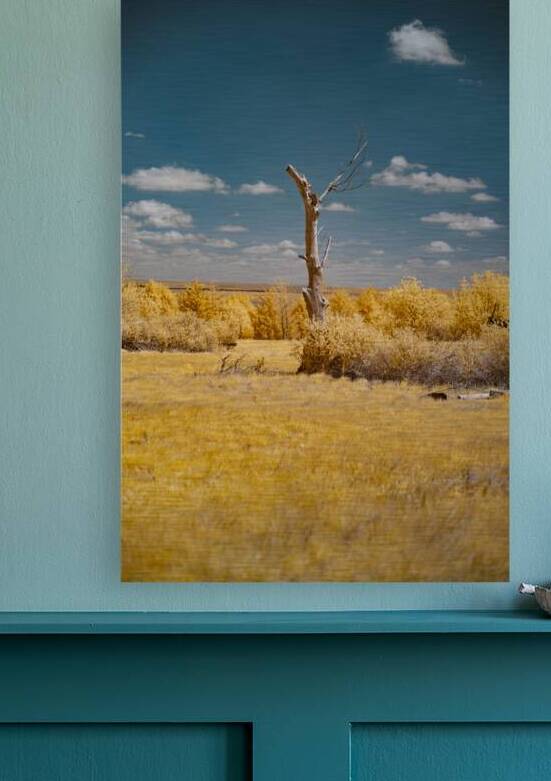 Nebraska Lone Tree - 1 by Dream World Images