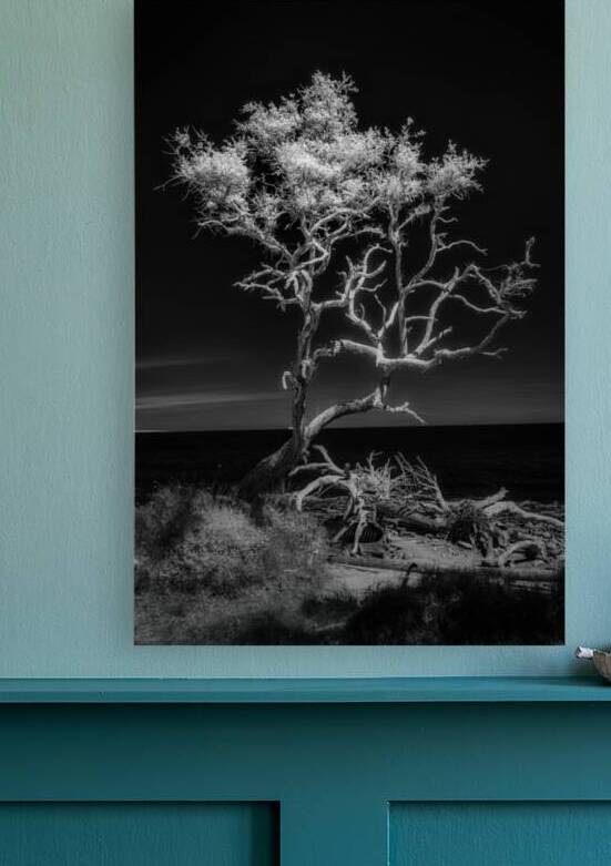 Bonsai by Dream World Images