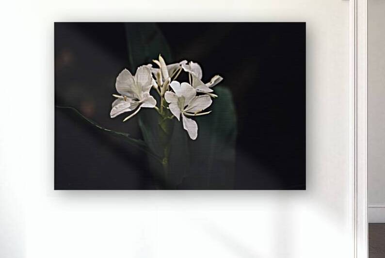 Hush by Dream World Images