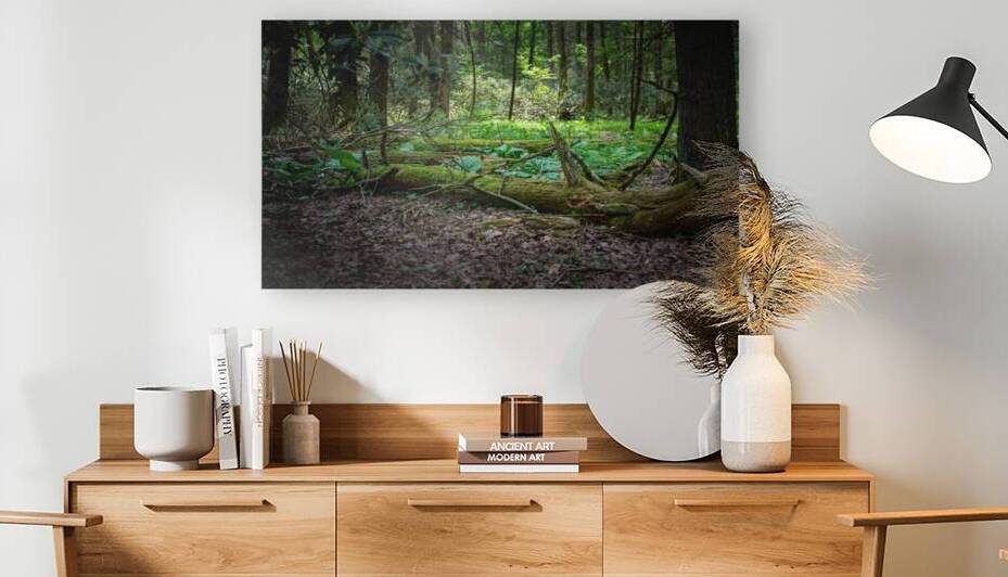 Whispers of the Ancient Forest by Dream World Images