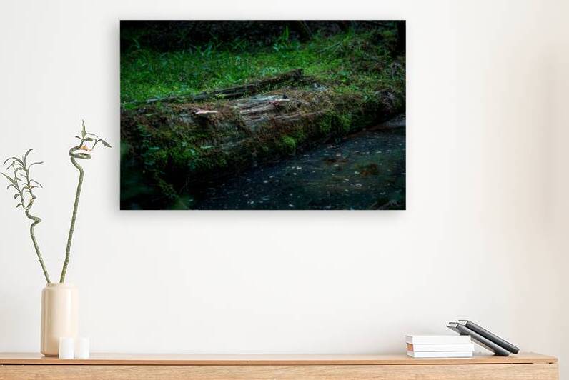 Fungi and Dirty Pool by Dream World Images