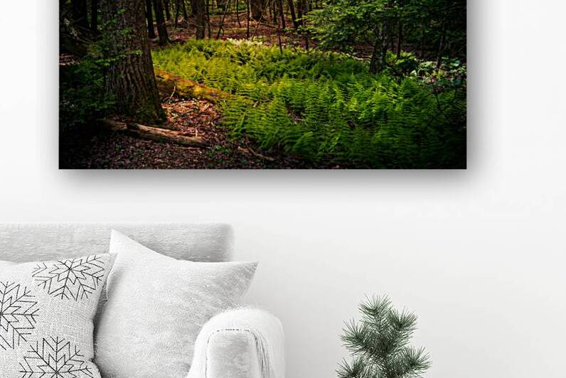 Fern Light by Dream World Images