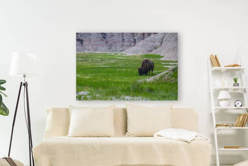Bison Beauty: Solitary Serenity by Dream World Images
