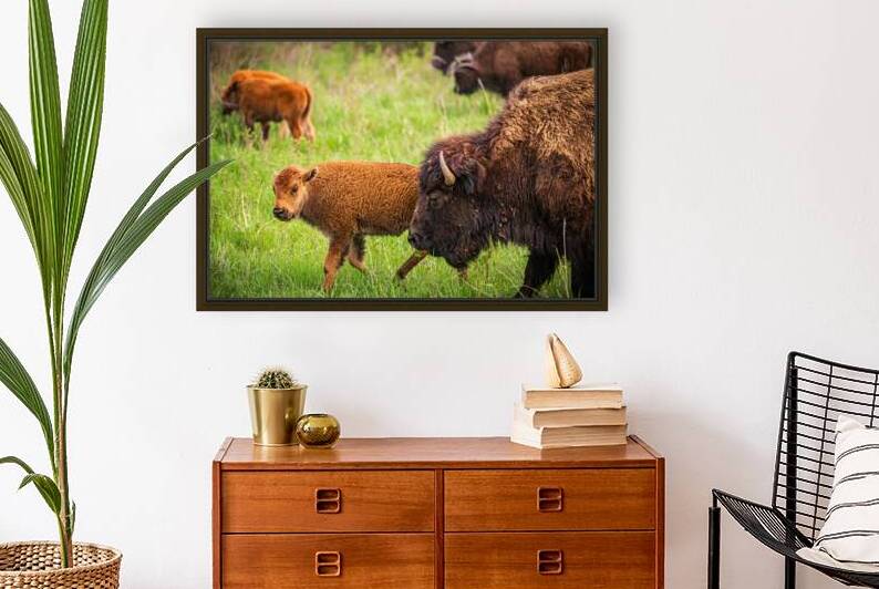 Bison Tales: Generations of the Plains by Dream World Images