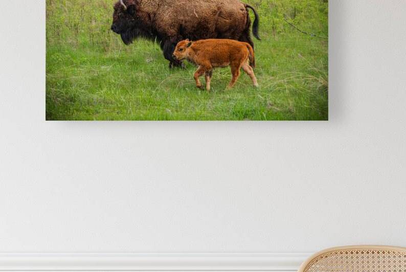 Bison Tales: Spirit of the Bison by Dream World Images