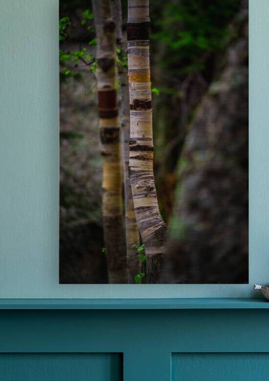 Exploring Sylvan Lake: Capturing the Beauty of Aspen Bark by Dream World Images