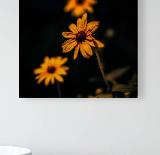 Full Spectrum Flowers by Dream World Images