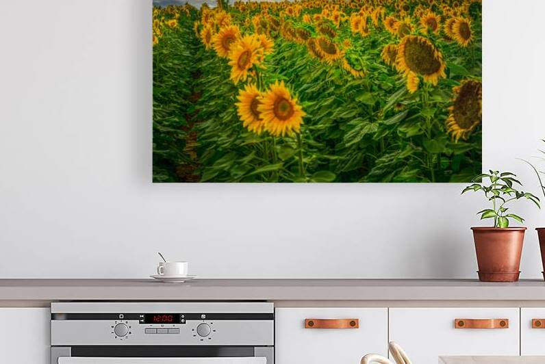 Sad Sunflower Row by Dream World Images