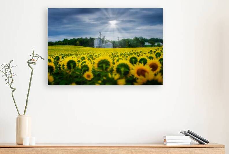 All Hail: A Golden Tapestry of Sunflowers Basking in Sunlight by Dream World Images