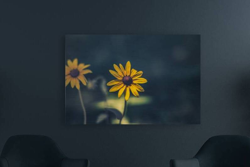 Vibrant Blooms: Full Spectrum Photography of Black-Eyed Susan Flowers in Tennessee by Dream World Images