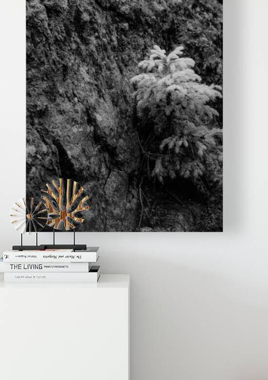 Small Pine on a Rock by Dream World Images