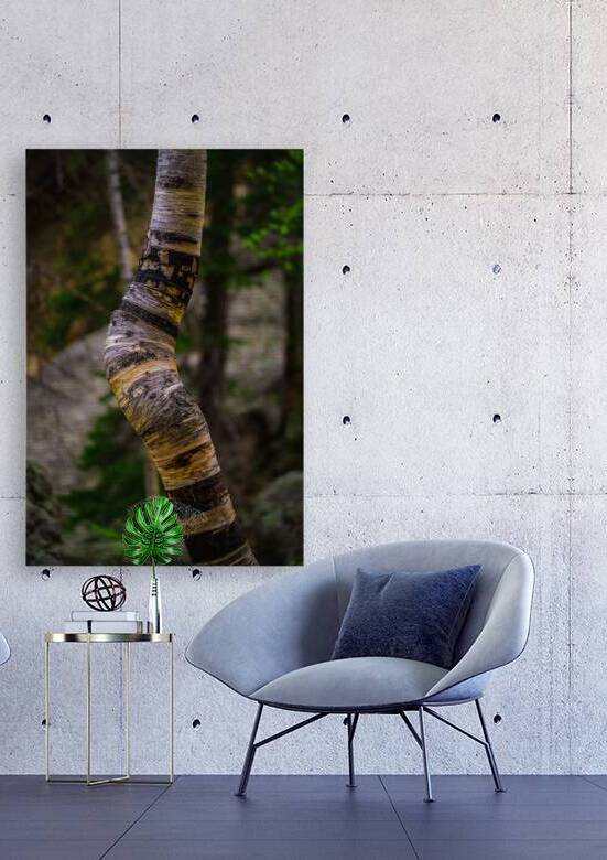 Exploring Sylvan Lake: Capturing the A Bent Aspen by Dream World Images