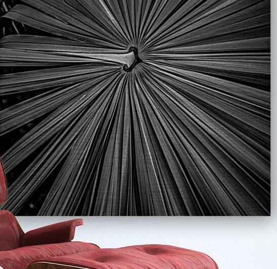 Palm Symmetry Elegance by Dream World Images