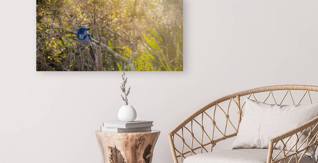 A Feathery Connection: Bluebird Serendipity by Dream World Images