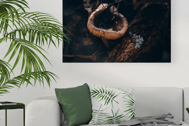 Mystical Fungi: Cupped in the Autumn Woods by Dream World Images