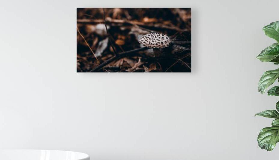 Mystical Fungi: Spotlight on Fungi Shroom Spots by Dream World Images