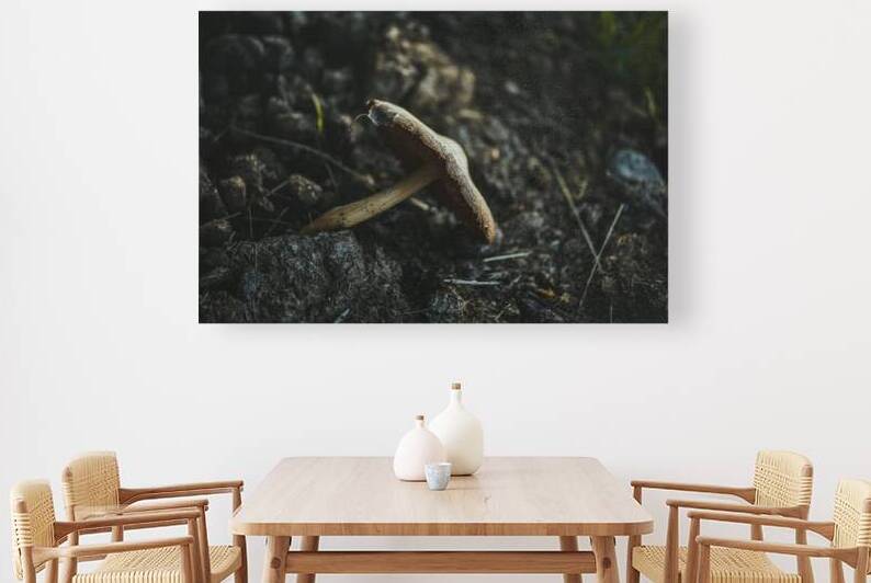 Montana Ranch Shroom: Rustic Ranch Fungus by Dream World Images