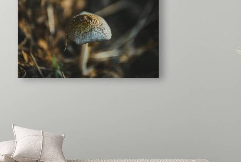 Montana Ranch Shroom: Majestic Mane Mushroom by Dream World Images