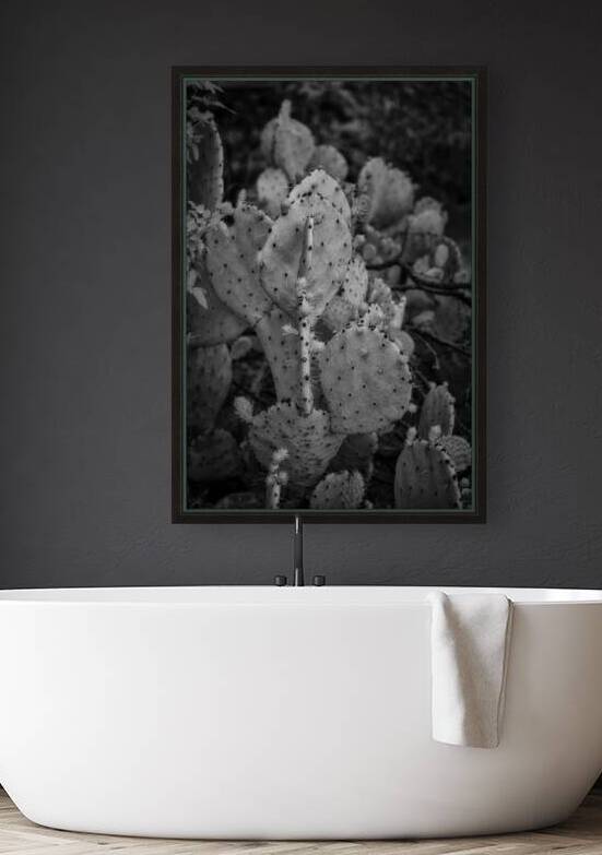 Desert Shadows: Monochrome Majesty of Texas Cacti by Dream World Images