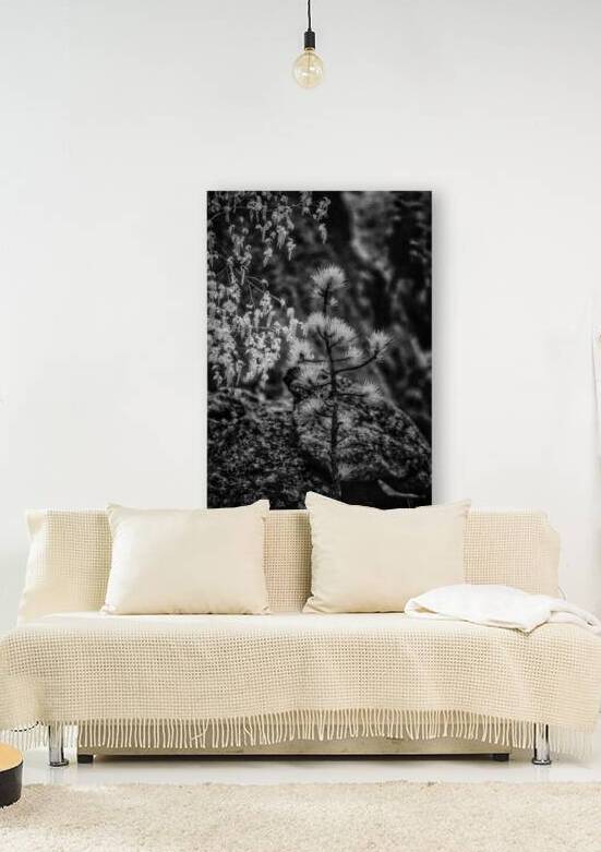 Exploring Sylvan Lake: A Magical Encounter with a Tiny Pine by Dream World Images