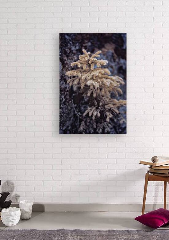 Exploring Sylvan Lake: Tiny Yellow Pine by Dream World Images