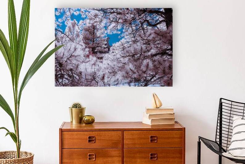 Chautauqua Chronicles: Pink Frame by Dream World Images