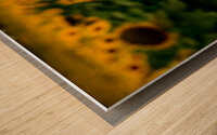 Corner Sunflower: A Radiant Touch of Natures Beauty Wood print